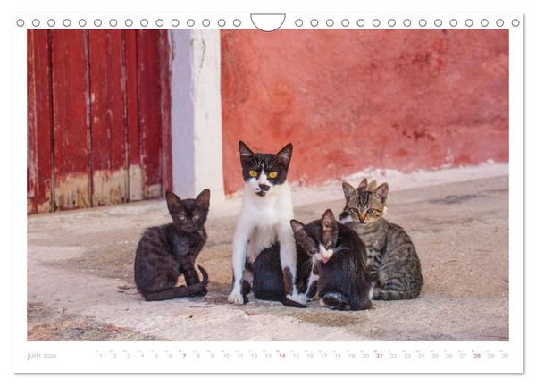 Produktbild: Chats des &icirc;les (Calendrier mural 2026 DIN A4 vertical), CALVENDO calendrier mensuel