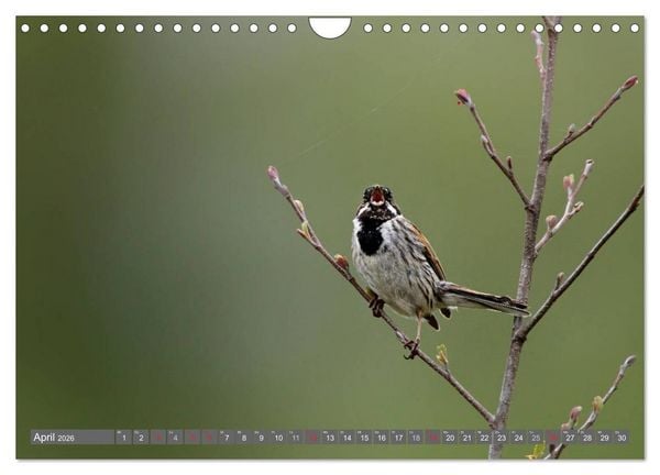 Produktbild: INNE BOTANIK - V&ouml;gel im Ruhrpott (Wandkalender 2026 DIN A4 quer), CALVENDO Monatskalender