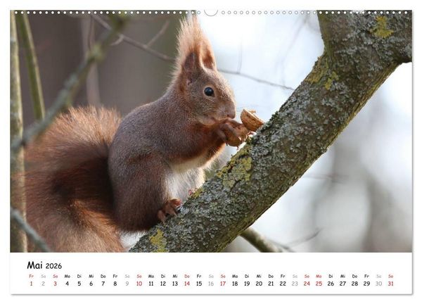 Produktbild: Unsere Eichh&ouml;rnchen in Bayern (hochwertiger Premium Wandkalender 2026 DIN A2 quer), Kunstdruck in Hochglanz
