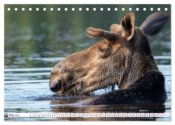 Produktbild: THE NORTHERN WOODLANDS MOOSE (Desk Calendar 2026 DIN A5 landscape), CALVENDO 12 Month DeskCalendar
