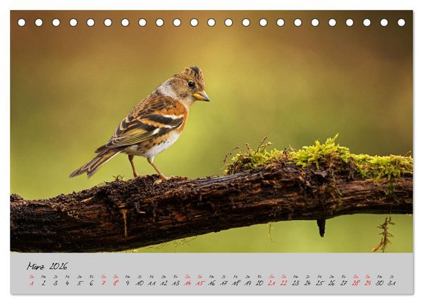 Produktbild: Bunte V&ouml;gel am Futterplatz (Tischkalender 2026 DIN A5 quer), CALVENDO Monatskalender