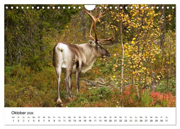 Produktbild: Finnland: eine tierische Entdeckungsreise (Wandkalender 2026 DIN A4 quer), CALVENDO Monatskalender