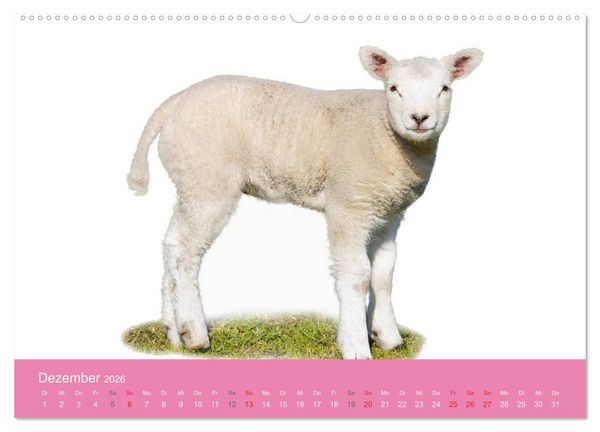 Produktbild: S&uuml;&szlig;e Tier-Babys! (hochwertiger Premium Wandkalender 2026 DIN A2 quer), Kunstdruck in Hochglanz