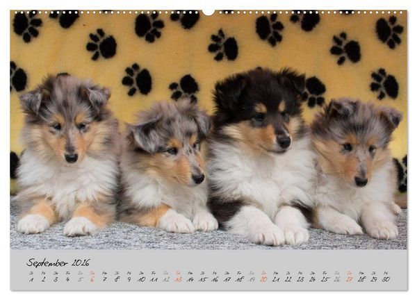Produktbild: Collie Welpen zum Verlieben (Wandkalender 2026 DIN A2 quer), CALVENDO Monatskalender