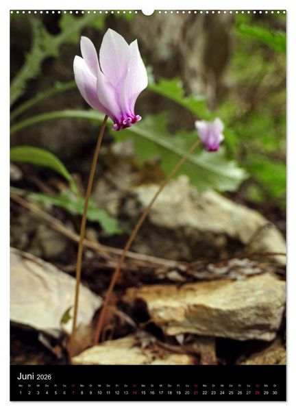 Produktbild: WILDBLUMEN (Wandkalender 2026 DIN A2 hoch), CALVENDO Monatskalender