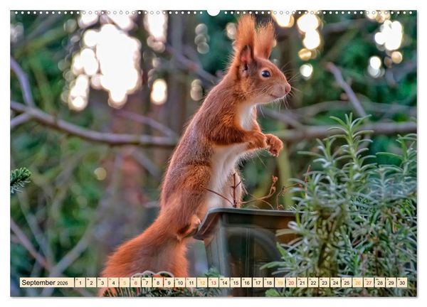 Produktbild: Eichh&ouml;rnchen - immer wieder s&uuml;&szlig; (Wandkalender 2026 DIN A2 quer), CALVENDO Monatskalender