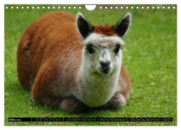 Produktbild: Lama und Alpaka (Wandkalender 2026 DIN A4 quer), CALVENDO Monatskalender