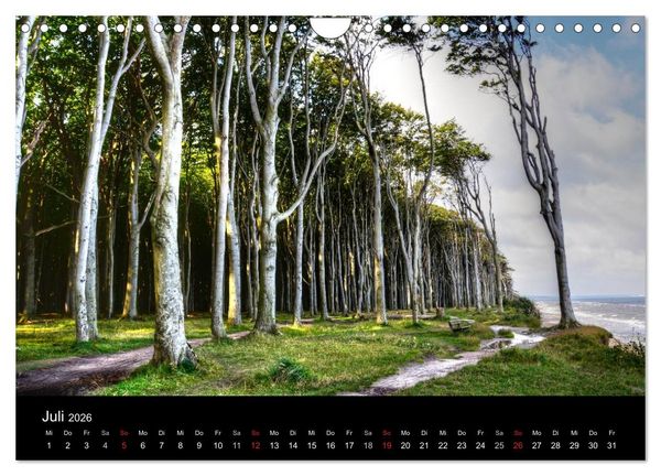 Produktbild: Baum-Variationen (Wandkalender 2026 DIN A4 quer), CALVENDO Monatskalender