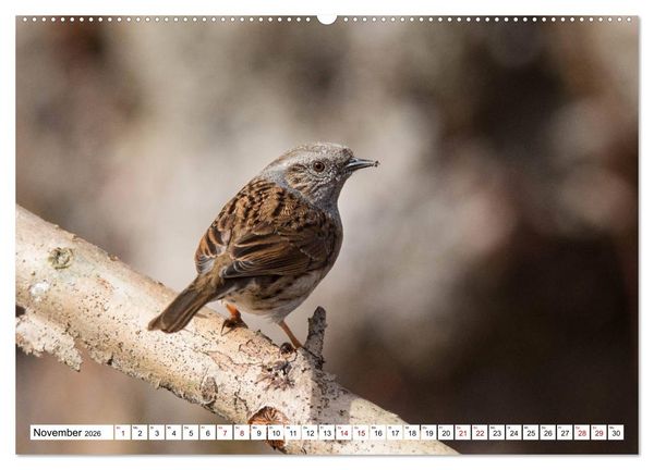 Produktbild: Sch&ouml;nheiten im Federkleid - Heimische Wildv&ouml;gel im Portrait (hochwertiger Premium Wandkalender 2026 DIN A2 quer), Kunstdruck in Hochglanz