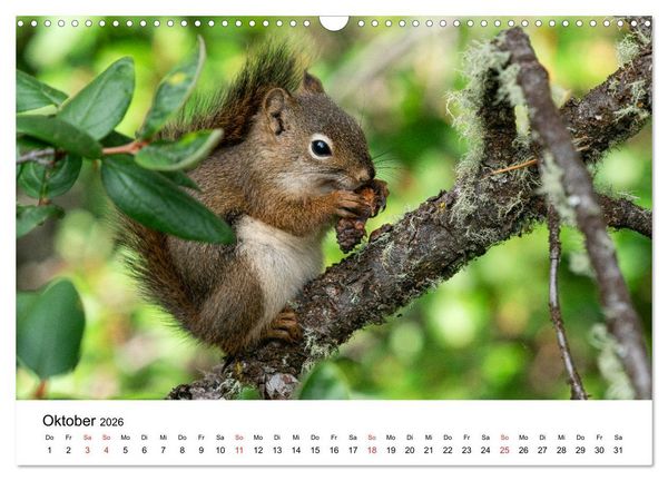Produktbild: Fernweh Kanada - Naturerlebnis Rocky Mountains (Wandkalender 2026 DIN A3 quer), CALVENDO Monatskalender