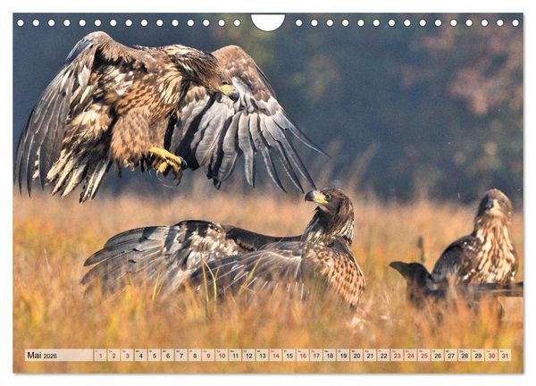 Produktbild: Majest&auml;tische Seeadler (Wandkalender 2026 DIN A4 quer), CALVENDO Monatskalender