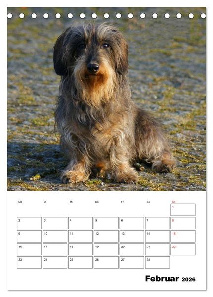 Produktbild: Liebenswerte Zwergrauhaardackel (Tischkalender 2026 DIN A5 hoch), CALVENDO Monatskalender