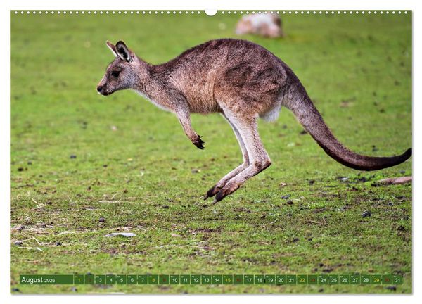 Produktbild: Big Five Australiens Buckelwal, Walhai, Orca, Quokka,K&auml;nguru (hochwertiger Premium Wandkalender 2026 DIN A2 quer), Kunstdruck in Hochglanz
