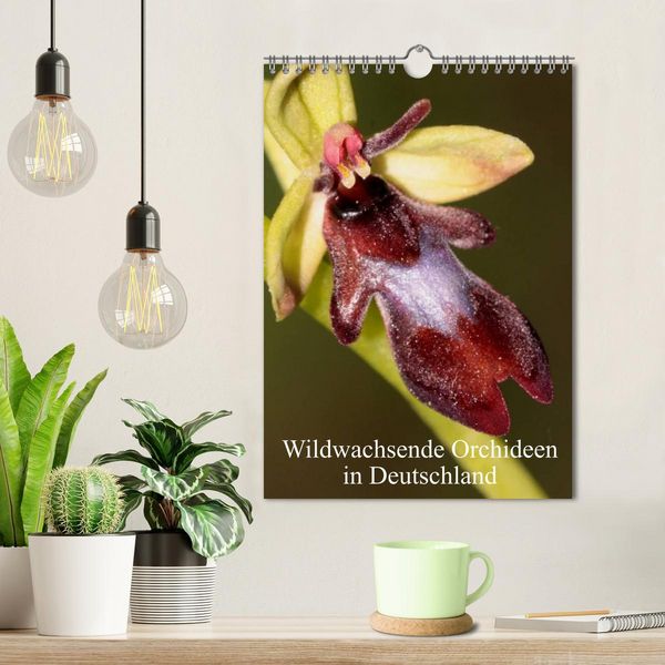 Produktbild: Wildwachsende Orchideen in Deutschland (Wandkalender 2026 DIN A4 hoch), CALVENDO Monatskalender