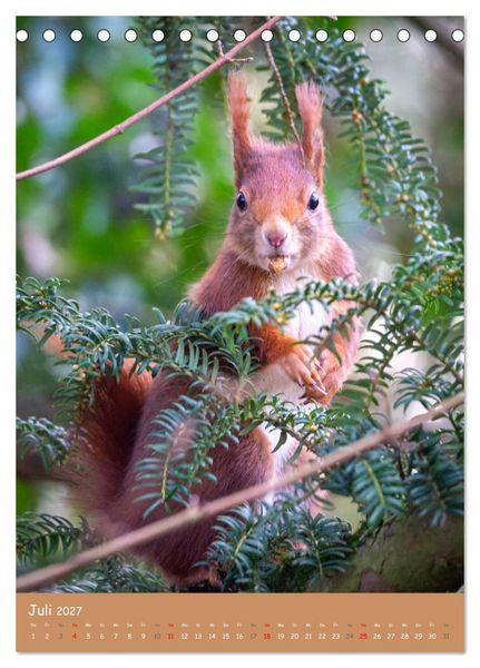 Produktbild: Unsere Eichh&ouml;rnchen - Naturmomente aus dem heimischen Garten (Tischkalender 2027 DIN A5 hoch), CALVENDO Monatskalender