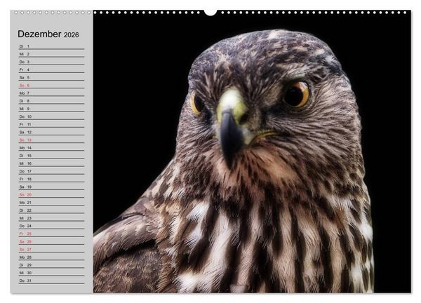 Produktbild: Falken und Greifv&ouml;gel - Edle J&auml;ger (hochwertiger Premium Wandkalender 2026 DIN A2 quer), Kunstdruck in Hochglanz