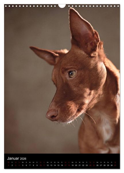 Produktbild: Stille Momente - Die sensible Seite der Hunde (Wandkalender 2026 DIN A3 hoch), CALVENDO Monatskalender