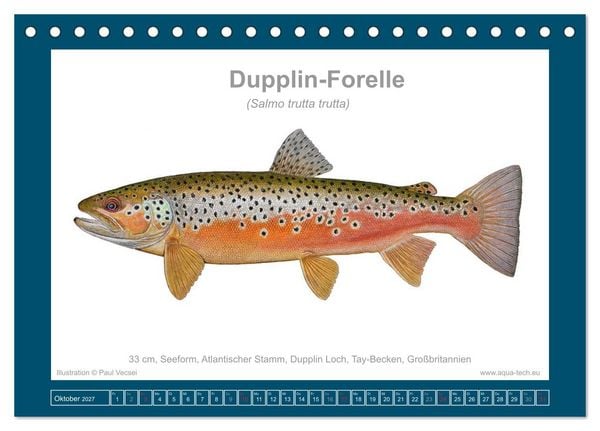 Produktbild: Fisch als Kunst 2027: Seeforellen (Tischkalender 2027 DIN A5 quer), CALVENDO Monatskalender
