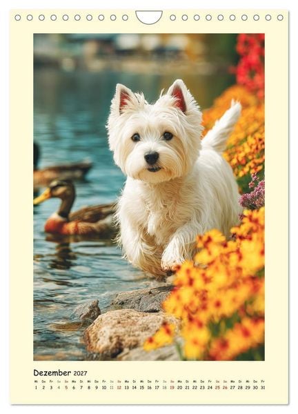 Produktbild: S&uuml;&szlig;er Wuschelkopf. West Highland White Terrier Momente (Wandkalender 2027 DIN A4 hoch), CALVENDO Monatskalender