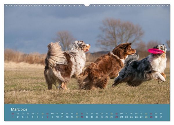 Produktbild: Mit Aussies unterwegs - Die bunte Welt der Australian Shepherds (hochwertiger Premium Wandkalender 2026 DIN A2 quer), Kunstdruck in Hochglanz