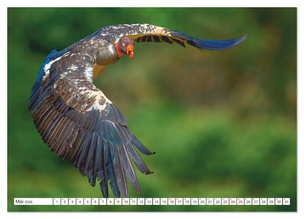 Produktbild: Costa Ricas gefiederte Pracht (Wandkalender 2026 DIN A3 quer), CALVENDO Monatskalender