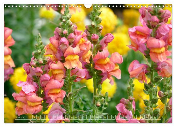 Produktbild: Blooming beauties (Wall Calendar 2026 DIN A3 landscape), CALVENDO 12 Month Wall Calendar