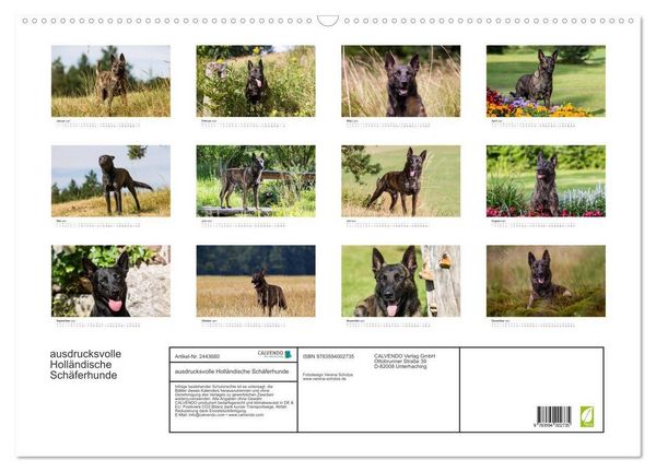 Produktbild: ausdrucksvolle Holl&auml;ndische Sch&auml;ferhunde (Wandkalender 2027 DIN A2 quer), CALVENDO Monatskalender