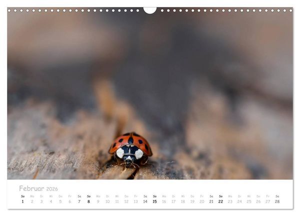 Produktbild: Marienk&auml;fer - kleine Gl&uuml;cksmomente (Wandkalender 2026 DIN A3 quer), CALVENDO Monatskalender
