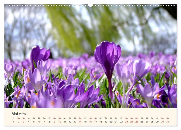 Produktbild: Die Jahreszeiten. Magie des Wandels (Wandkalender 2026 DIN A2 quer), CALVENDO Monatskalender