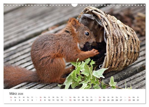 Produktbild: Eichh&ouml;rnchen Kinder (Wandkalender 2026 DIN A3 quer), CALVENDO Monatskalender