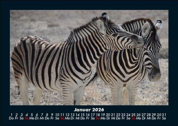 Produktbild: Zebrazauber 2026 Fotokalender DIN A5