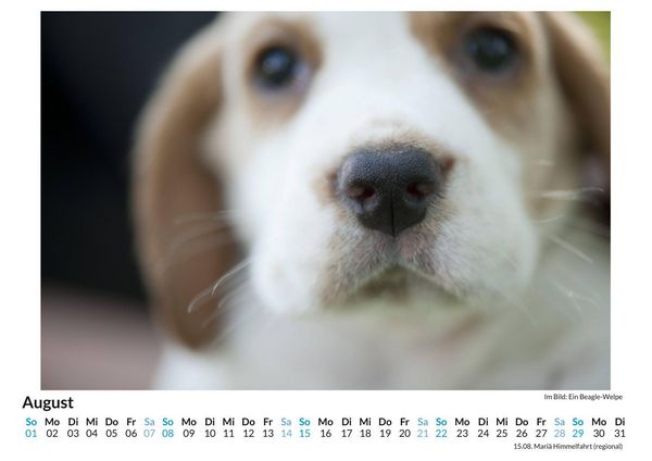 Produktbild: Beagle
