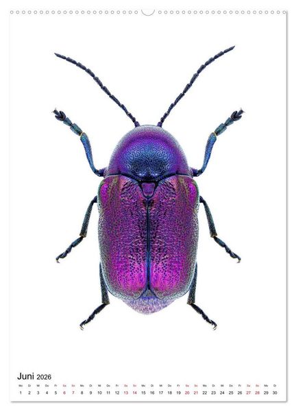 Produktbild: Die sch&ouml;nsten Insekten (Wandkalender 2026 DIN A2 hoch), CALVENDO Monatskalender