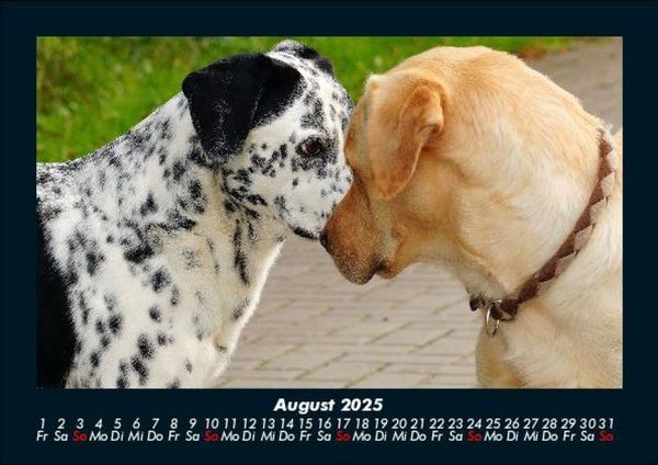 Produktbild: Der Hundekalender 2025 Fotokalender DIN A5