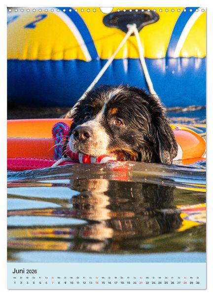 Produktbild: Berner Sennenhund - stark , sch&ouml;n und liebenswert (Wandkalender 2026 DIN A3 hoch), CALVENDO Monatskalender