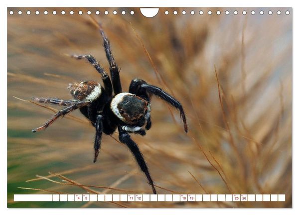 Produktbild: Spinnen in Deutschland (Wandkalender 2026 DIN A4 quer), CALVENDO Monatskalender