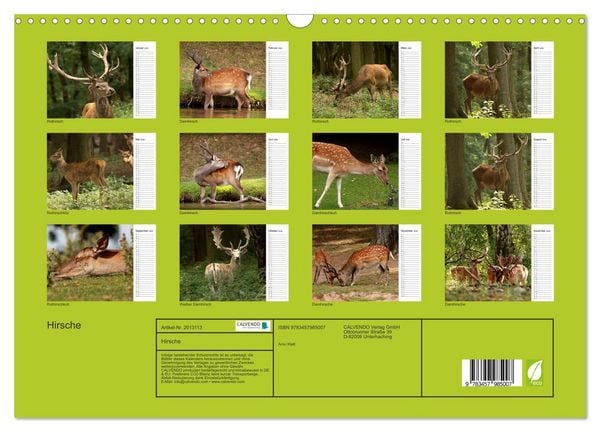 Produktbild: Hirsche (Wandkalender 2026 DIN A3 quer), CALVENDO Monatskalender