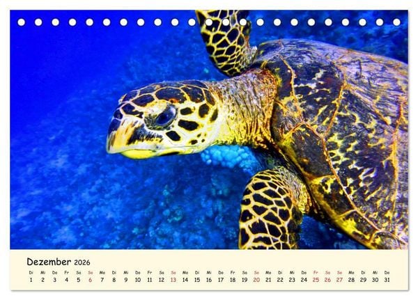 Produktbild: Faszination Meeresschildkr&ouml;ten (Tischkalender 2026 DIN A5 quer), CALVENDO Monatskalender