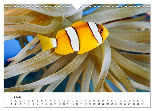 Produktbild: Fischzauber - Wundervolle Aquarienfische (Wandkalender 2026 DIN A4 quer), CALVENDO Monatskalender