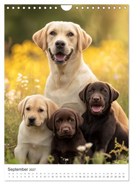 Produktbild: Mein Jahr mit Labradoren (Wandkalender 2027 DIN A4 hoch), CALVENDO Monatskalender