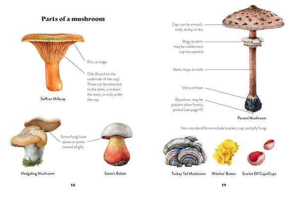 Produktbild: Xmushroom Miscellany Hb
