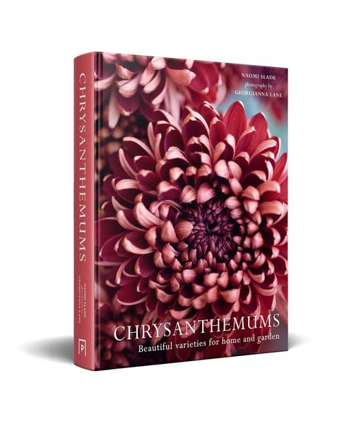 Produktbild: Chrysanthemums Hb