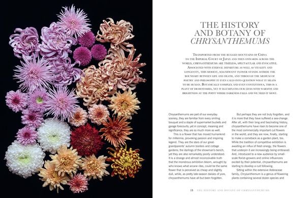 Produktbild: Chrysanthemums Hb