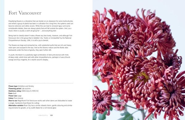 Produktbild: Chrysanthemums Hb
