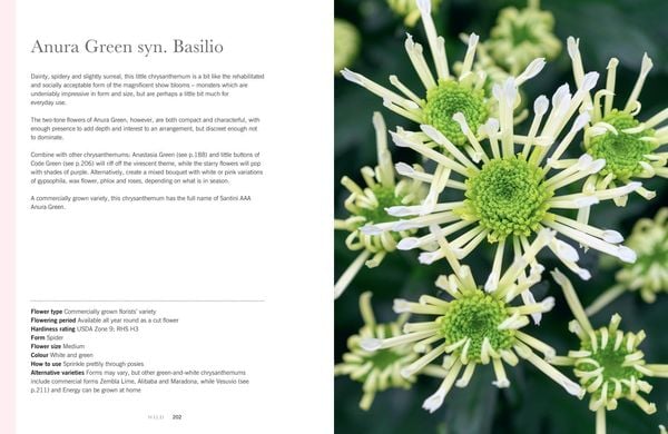 Produktbild: Chrysanthemums Hb