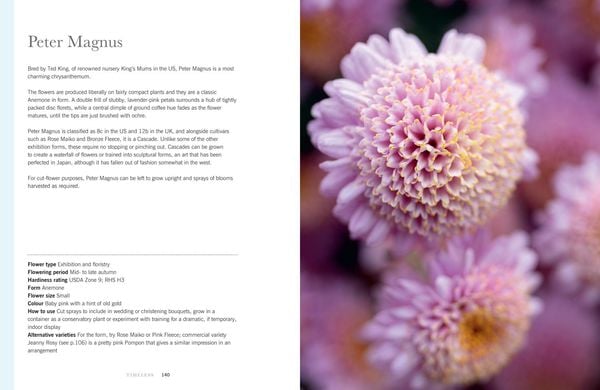 Produktbild: Chrysanthemums Hb