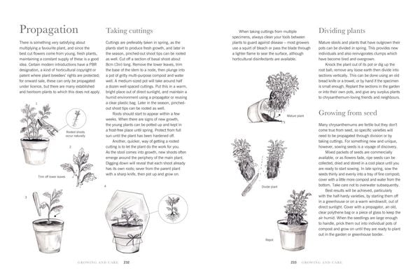 Produktbild: Chrysanthemums Hb