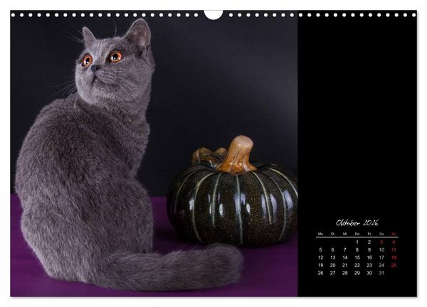 Produktbild: Britisch Kurzhaar Katzen (Wandkalender 2026 DIN A3 quer), CALVENDO Monatskalender