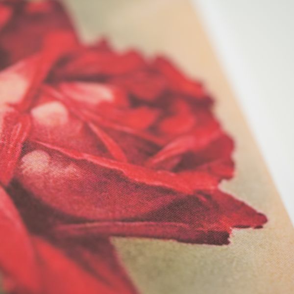 Produktbild: Was uns Rose hei&szlig;t. &Uuml;ber die trefflichste aller Blumen