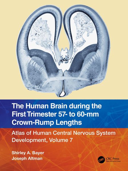 Produktbild: The Human Brain during the First Trimester 57- to 60-mm Crown-Rump Lengths